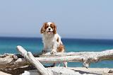 CAVALIER KING CHARLES 115